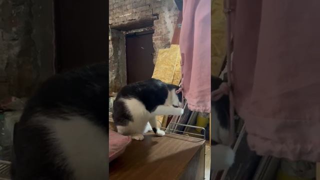 Кошечка Конфеточка ищет дом. Приют Петербург