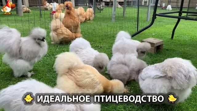Идеальное птицеводство достойно восхищения 🐓🦆🦢🦚🦃🐔 эпизод (168)