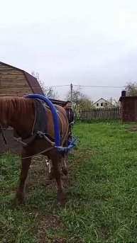 Посадка картофеля