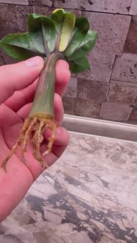 Zamioculcas dwarf