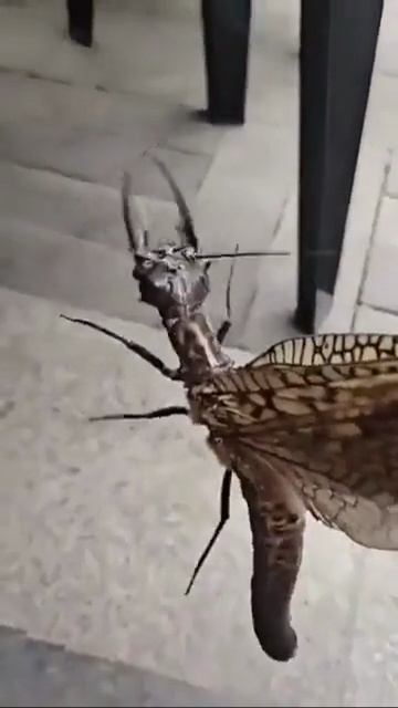 Муха Добсона