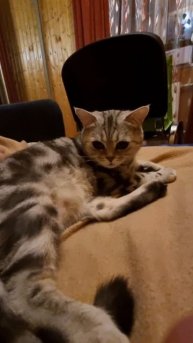 Если встретил в лесу медведя 😁