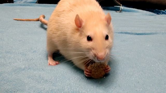 Альфред кушает печеньку