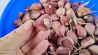 Как лучше посадить чеснок под зиму, чтобы он был крупнее ?