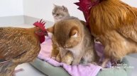 Курица была удивлена! Мама-кошка знает, как заботиться о цыплятах лучше, чем курица (2025 год)