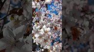 В Петербурге цветет сакура