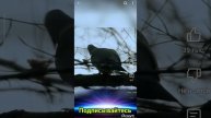 Ястреб спидранит лес