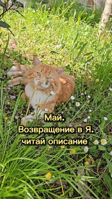 Май. Возвращение в Я.