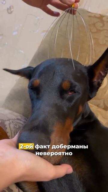 Три интересных факта о породе доберман