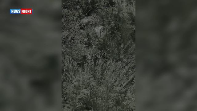 Очередная уничтоженная свинячья ДРГ.