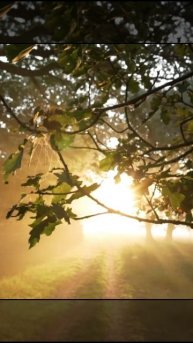 раннее утро в лесу