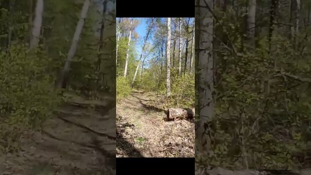 Спрей от клещей Прошка домовой выручает