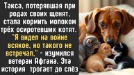 Истории из жизни. Такса потерявшая при родах своих щенят Жизненные истории, Аудио рассказы слушать