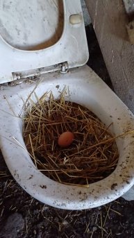 Прикольное гнездо!!!