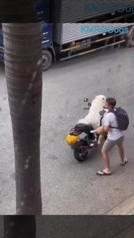 Всех своих вожу с собой🏍️😎😎 ( видео про собак )