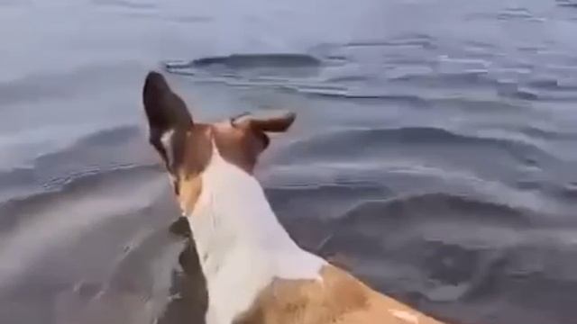 такие помощники нам нужны.