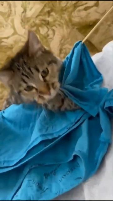 Кошка Маркиза проверят как высохло белье