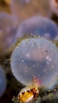 детеныши яркой каракатицы