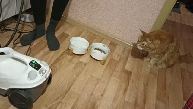 Опять что-то непонятное принесли в дом, а меня не спросили мяу