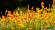 ❤ ❤ ❤ Звук, от которого бегут мурашки - Epic Inspiration -- BoDleasons -- Epic Music.mp4