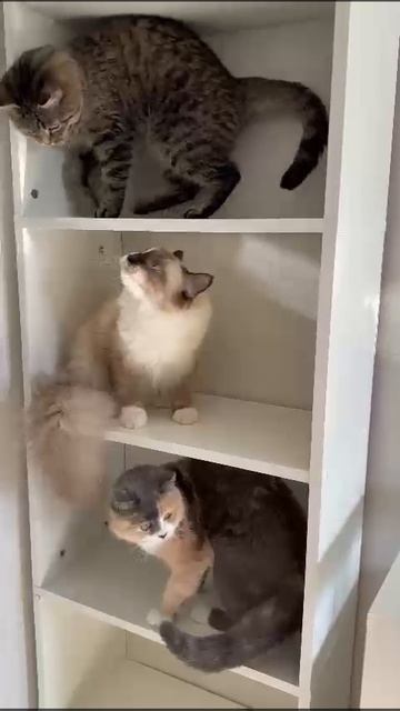 мои три кошки