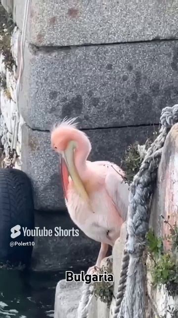 Море пеликан #summer #sea #beach #travel #bulgaria