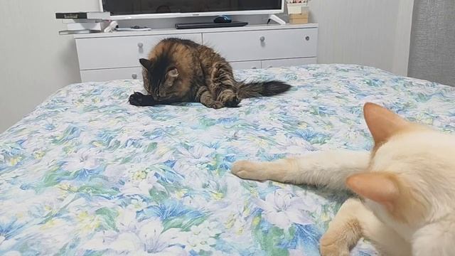 умывашки))
