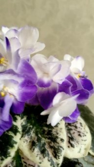 Очаровательная Mac's White Water