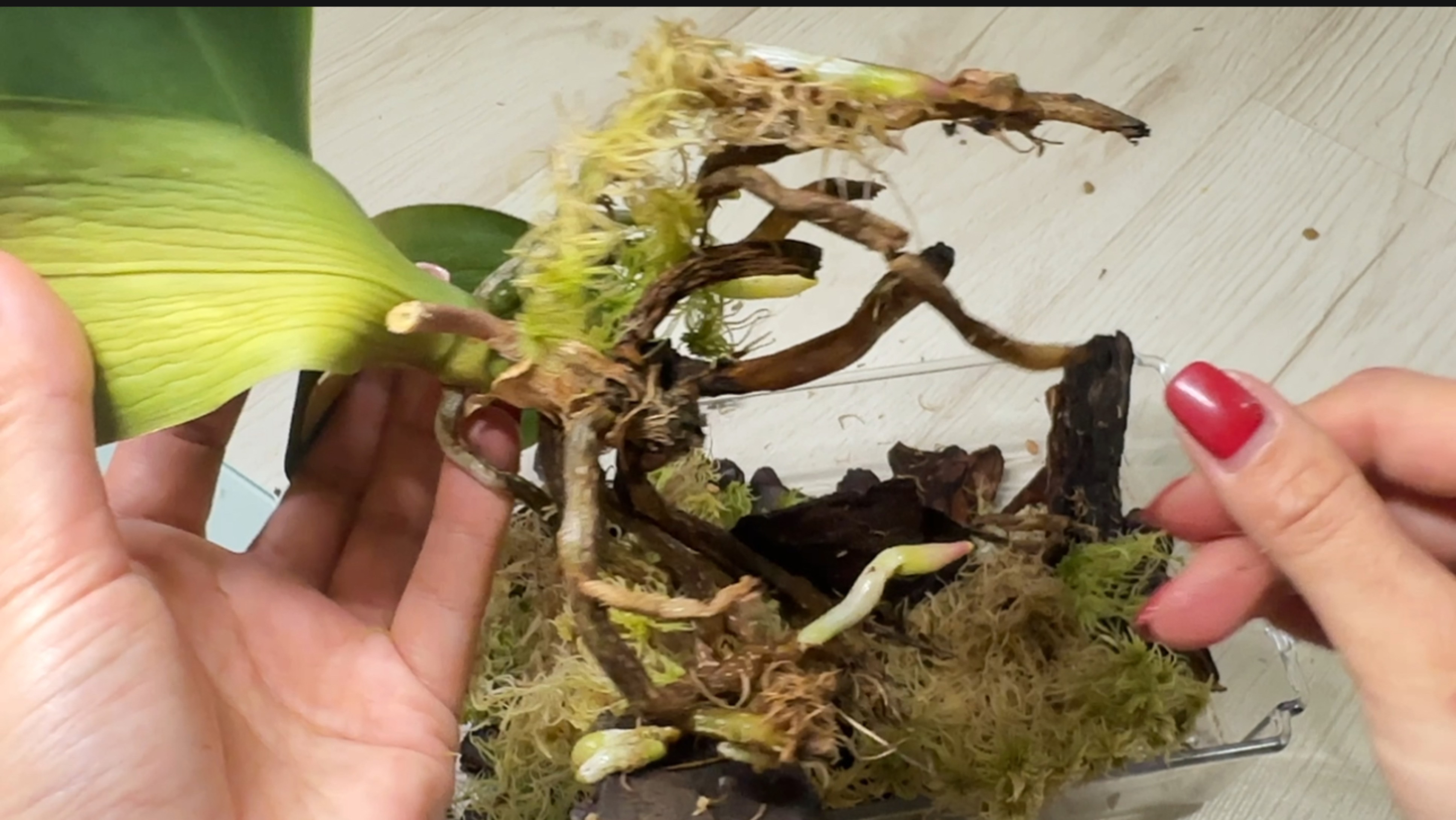 Помогаю больной орхидее и отделяю детку у другой