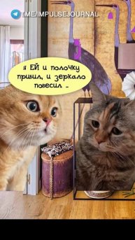 Не дала (Мяукаем в телеграм Импульс Журнал 👉 @impulsejournal ) #пустьговорят #коты