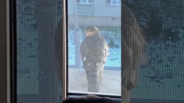 Кошка Плюша и ястреб