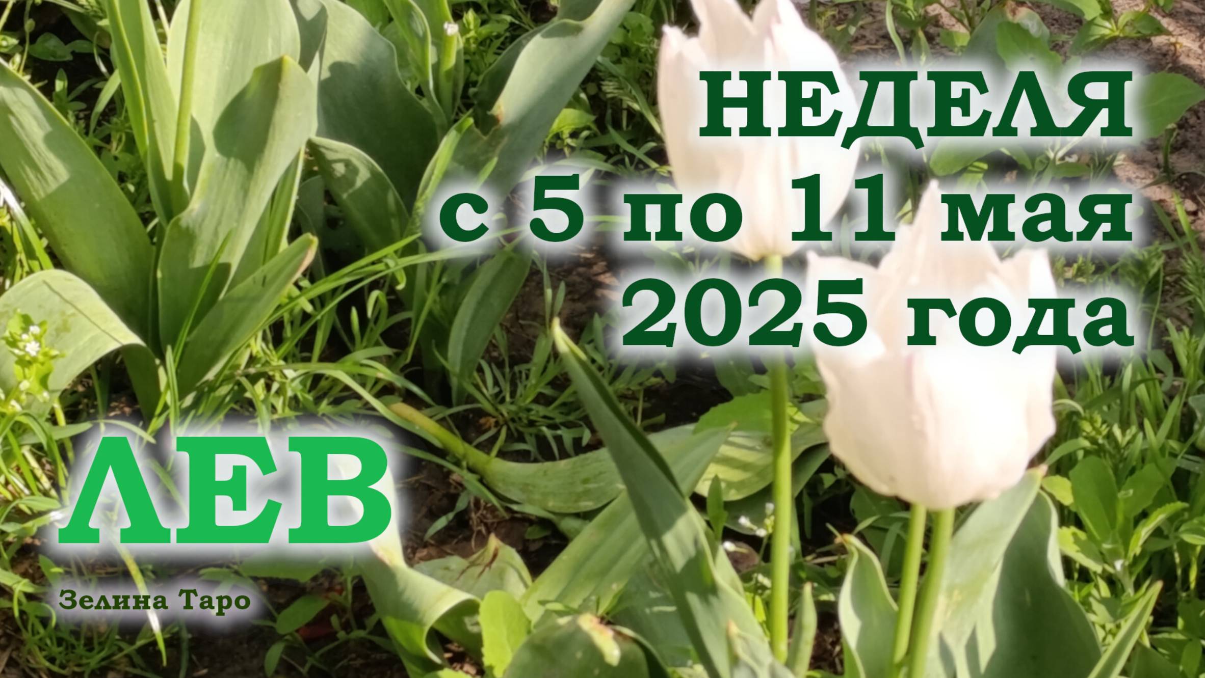 ЛЕВ | ТАРО прогноз на неделю с 5 по 11 мая 2025 года