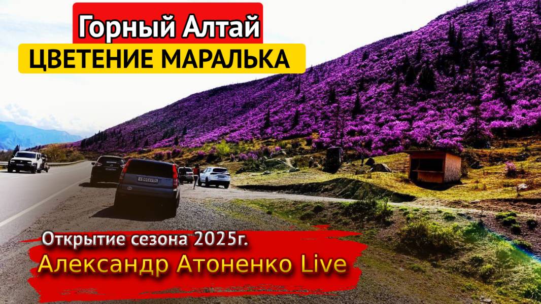 Поездка в горный Алтай. Цветение маральника, открытие сезона