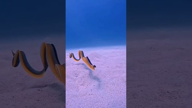 Подводная рутина