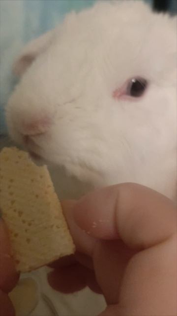 кушаю🐇,а потом кто-то будет спать на крошках...😳