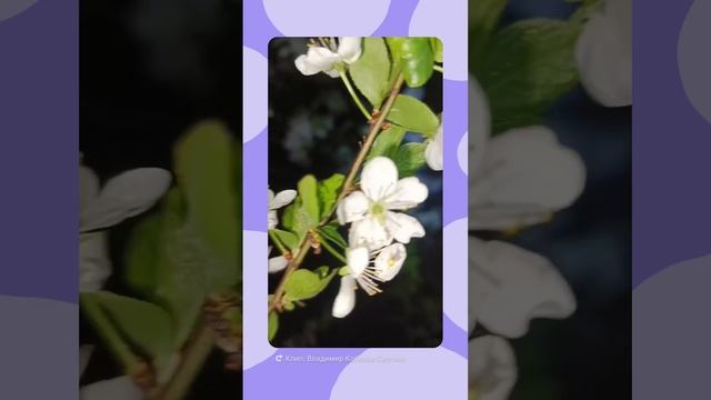 1000602508.mp4