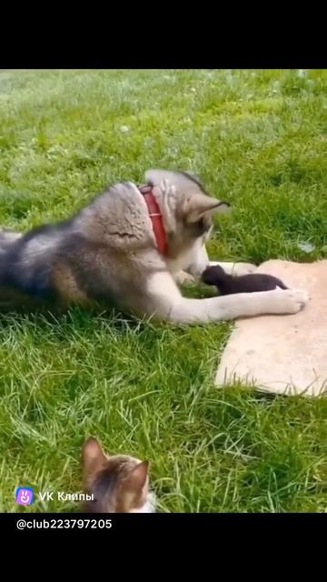 clip-223797205_456262986.mp4