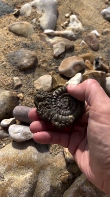 The biggest pyrite ammonite I’ve found by far! Not gonna lie, discovered it in the sand after goi...