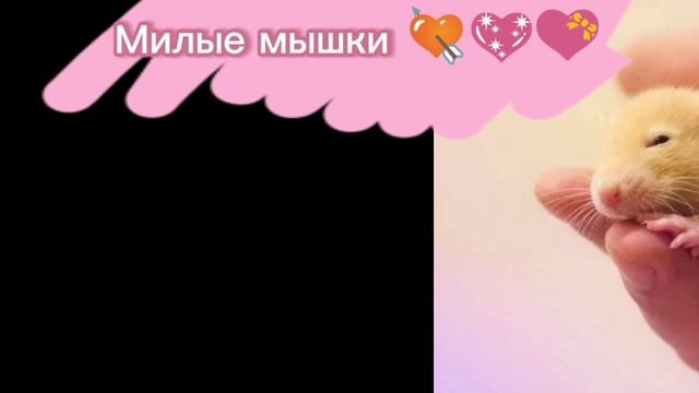 Милые мышки