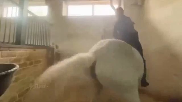 Три ученицы конной школы избили лошадь: издевательства над животным садистки снимали на камеру