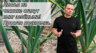 Листья на чесноке быстро станут зелёными — реально работающая подкормка! 🌱🧄