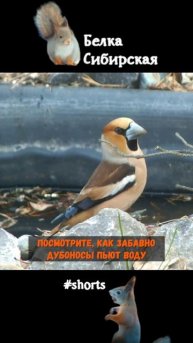 Как дубонос пьет воду