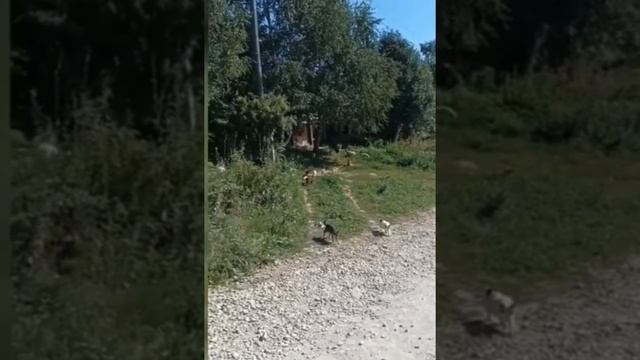 Коты и кошки, птенец трясогузки, ящерка и... гусеница, которую берут в плен муравьи.