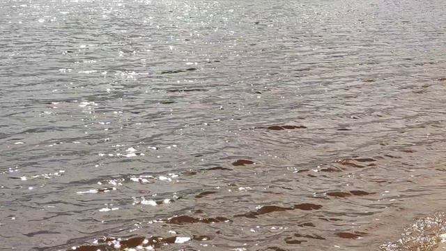 Кремлёвские утки.