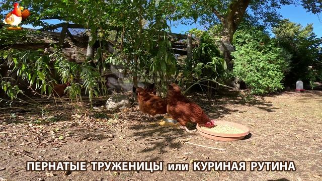 Куры несушки свободного выгула и их обычная куриная рутина – эпизод (239)