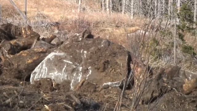 Прокуратурата се захвана с унищожената иглолистна растителност на Витоша