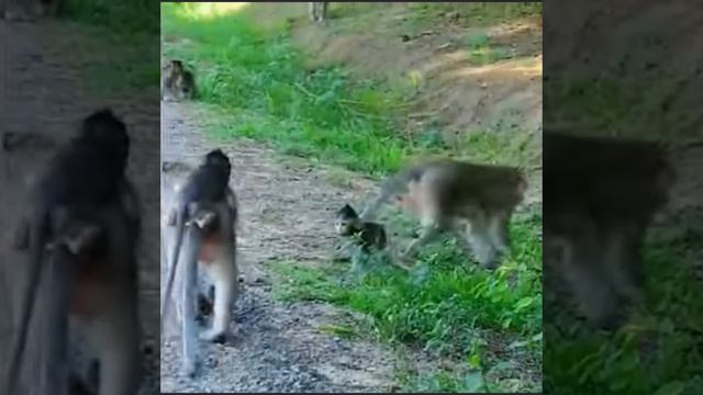 Baby Monkey в ожидании  возвращения ... 1000003184.mp4