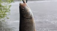 Не всё приходит к нам тогда, когда мы этого хотим #нарыбалке #голавль #fishing #рыбалка