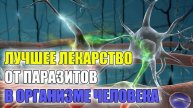 Растения от глистов 🎯 Народные способы лечения от паразитов