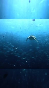 Тайна миграции: как эти существа находят путь через бескрайний океан?